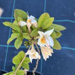 Azalka veľkokvetá (Azalea mollis) ´MÖWE´ - výška 40-60 cm, kont. C3L